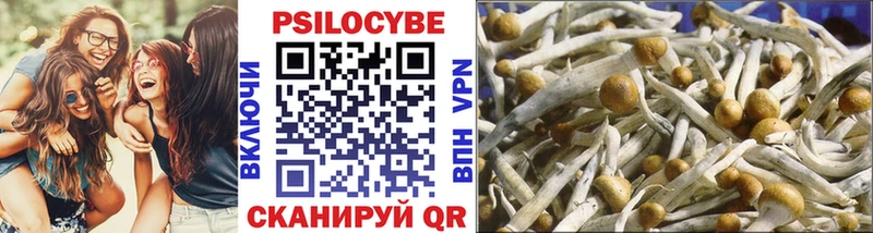 закладки  Волжский  Псилоцибиновые грибы MAGIC MUSHROOMS 